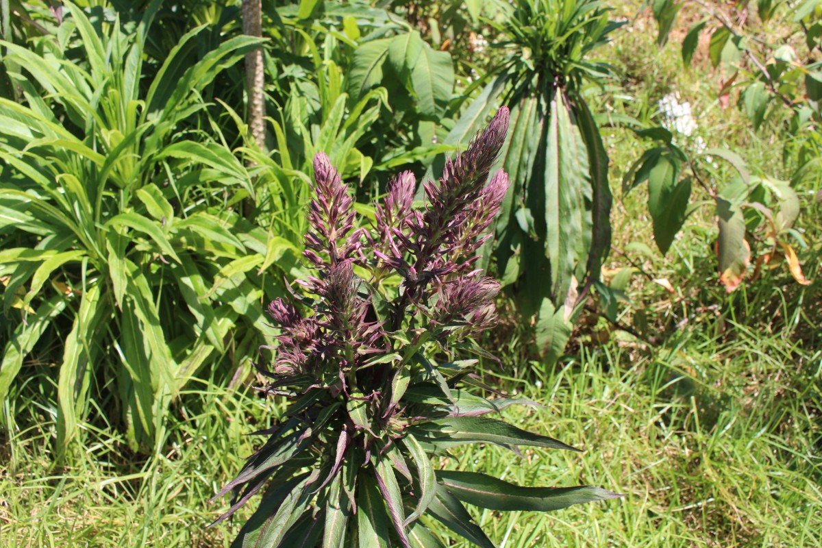 Lobelia leschenaultiana (C.Presl) Skottsb.